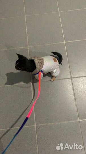 Одежда для разных пород собак