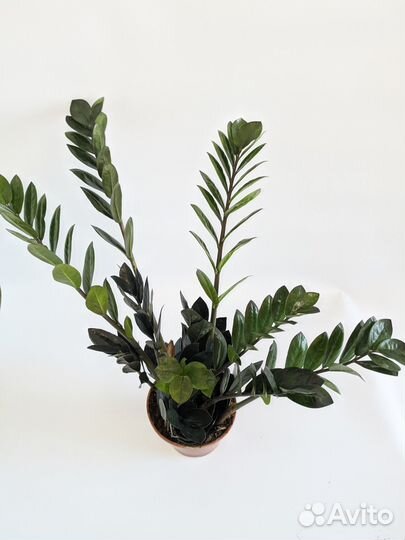 Замиокулькас Равен 14/35 Чёрный Ворон