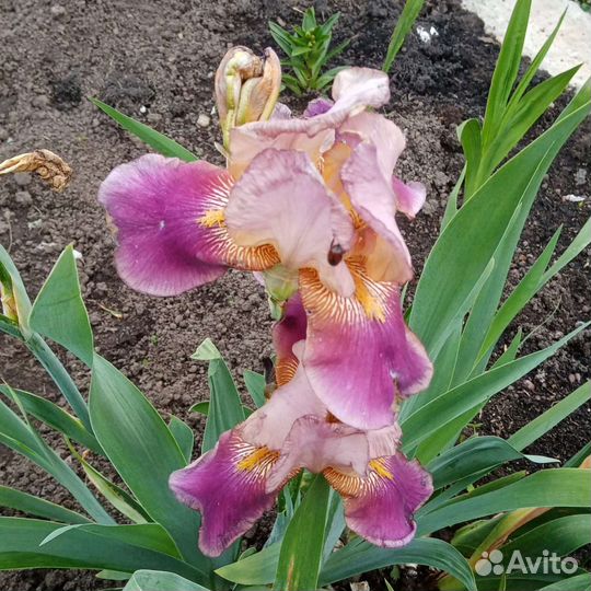 Ирис, аквилегия