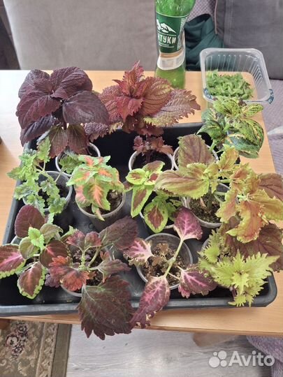 Рассада петунии Опера