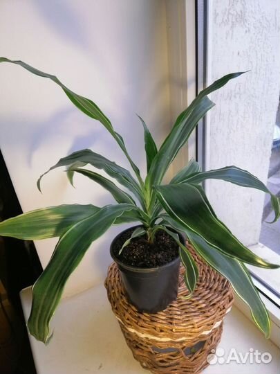 Комнатные цветы