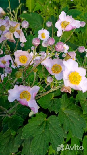 Садовые растения