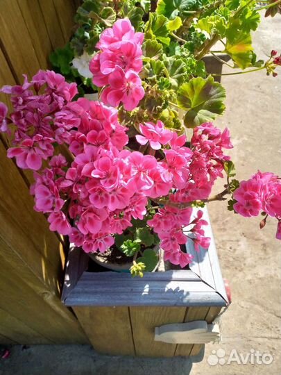 Цветы герани пеларгонии зональн, махров, розебудн