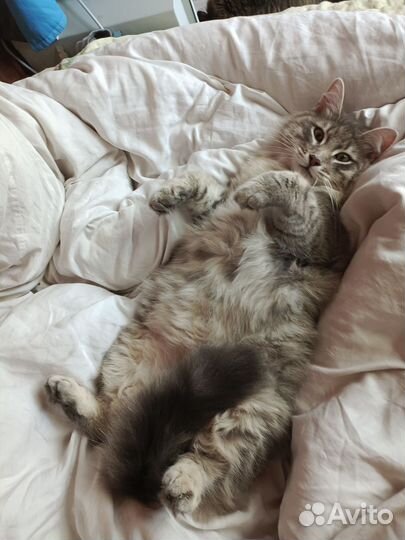 Кот Малыш 1 год