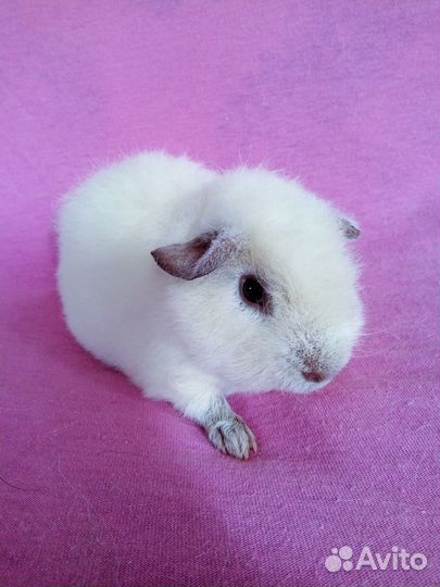 Морская свинка американский тедди