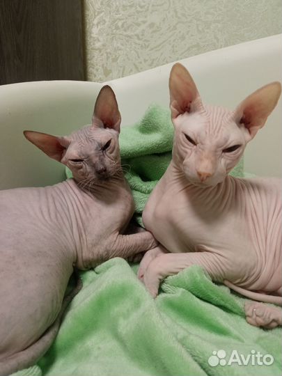 Сфинкс кошка