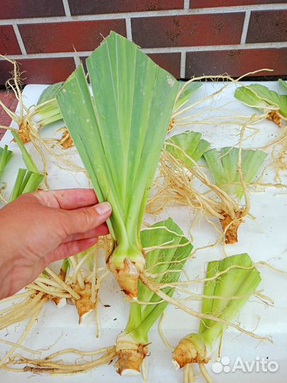 Ирис германский сортовой Беверли Сайлз