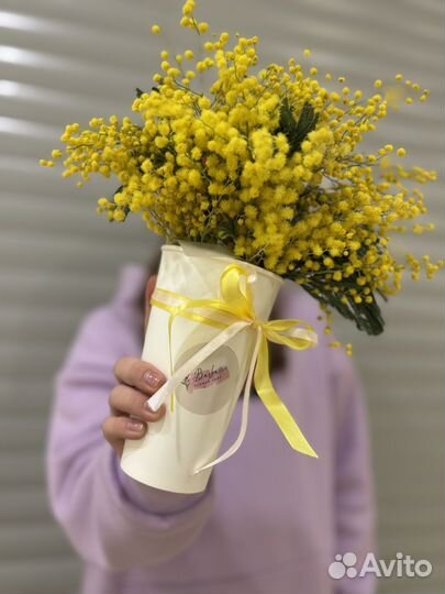 Мимоза в стаканчике