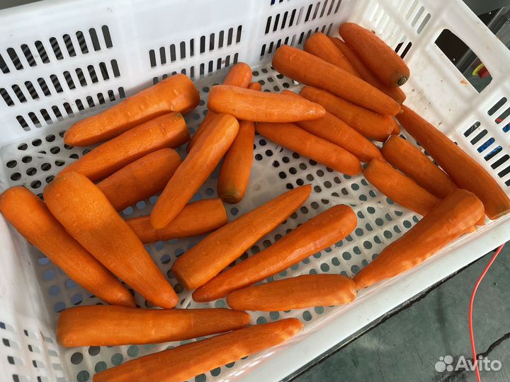 Ножевая очистка моркови Vega Kpel H500