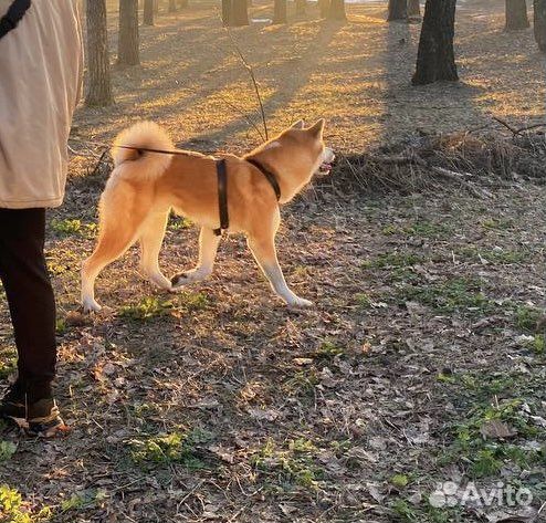 Акита ину вязка