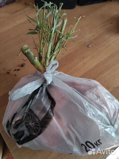 Бамбук живая изгородь корни