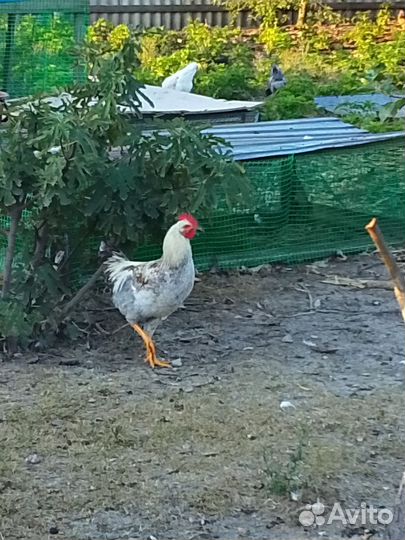 Молодые петухи