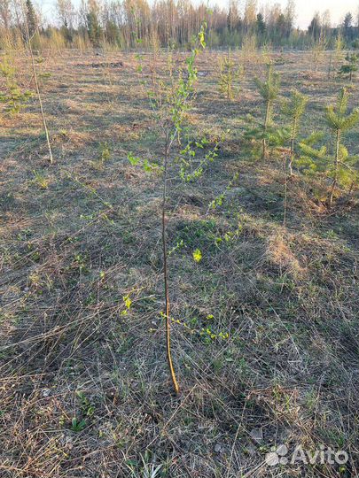 Саженцы березы 1-1.5м зкс