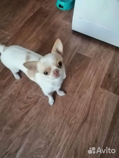 Вязка чихуахуа девочка