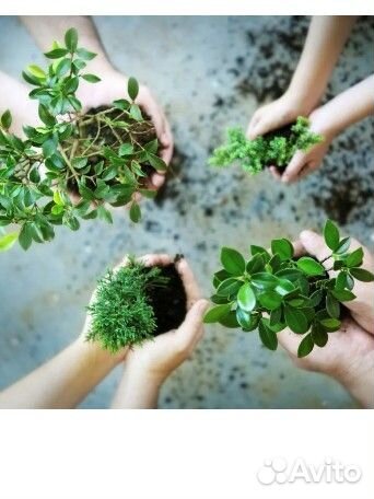 Своп обмен растюхами