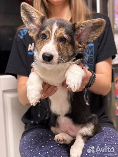 Вельш-корги кардиган щенки