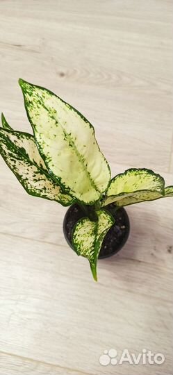 Аглаонема Киви Вайт