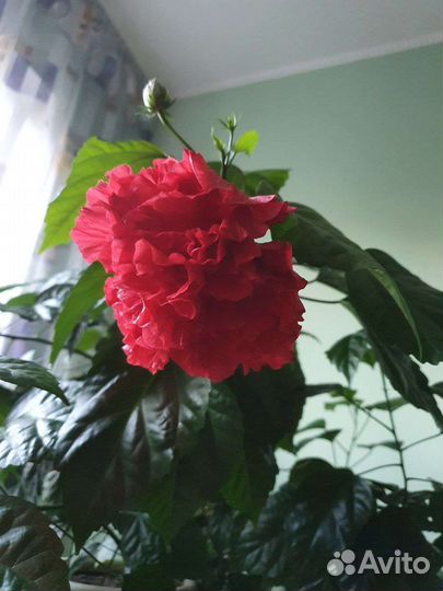 Гибискус китайская роза