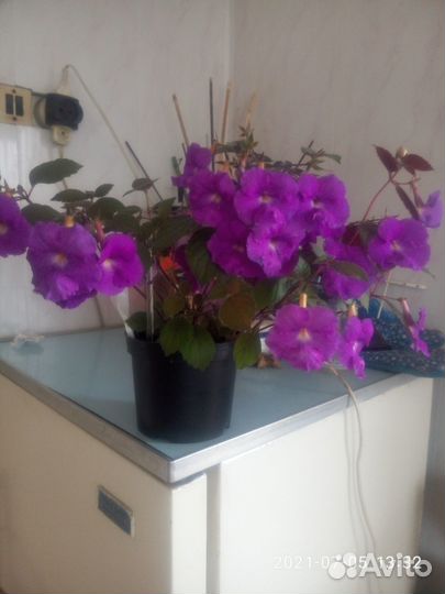 Комнатные цветы