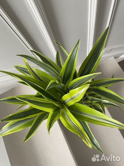 Драцена Лемон Лайм 65 см