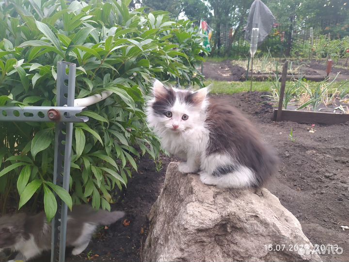 Котята от сибирской кошечки