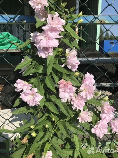 Многолетние садовые цветы и пряные растения для са