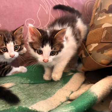 Яванский котёнок