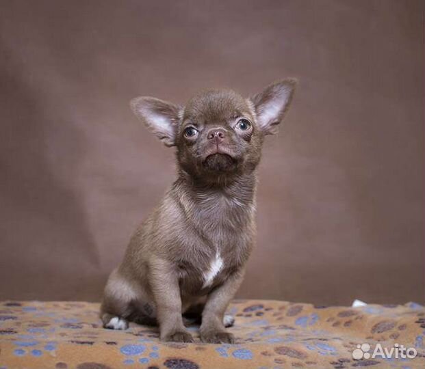 Чихуахуа девочка