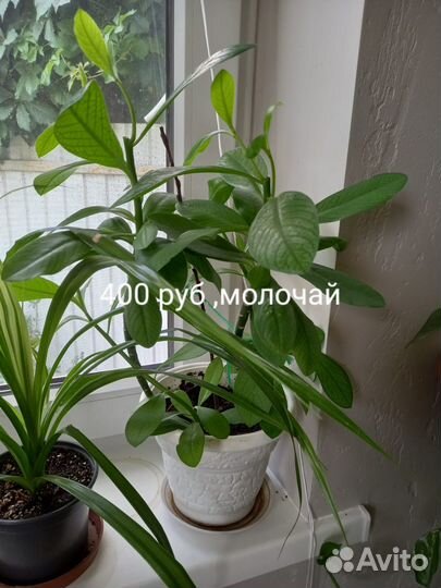 Продам цветы домашние