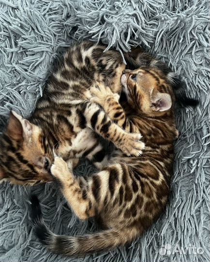 Бенгальские котята
