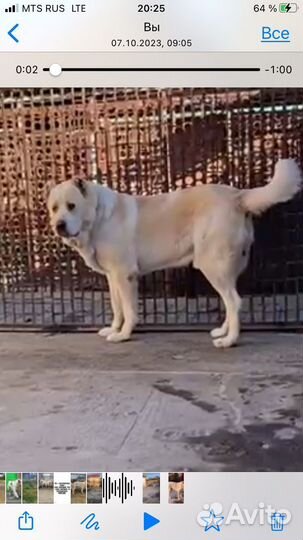 Щенки Среднеазиатская овчарка