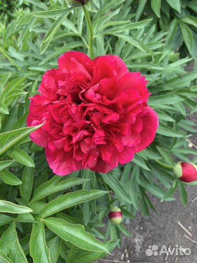 Садовые цветы на посадку