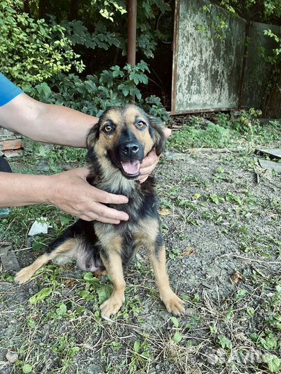 Щенок девочка в добрые руки