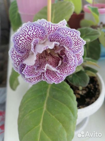 Глоксиния махровая