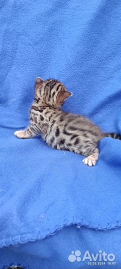 Бенгальские котята