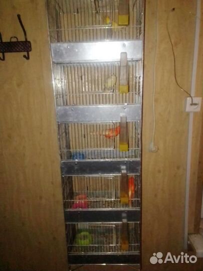 Кенара и канарейки