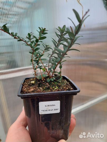 Саженцы клюквы