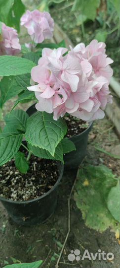 Гортензия Бесконечное лето