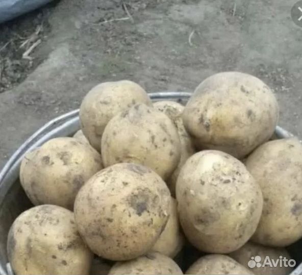 Продам картофель домашний