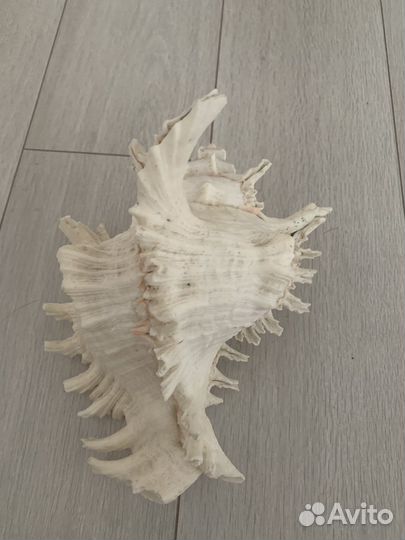 Ракушка Коралл