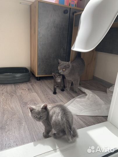 Британский котёнок