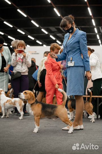 Бигль вязка