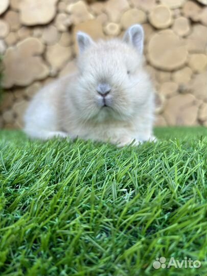 Мини карликовый кролик