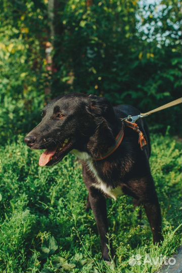 Нежная Тофи