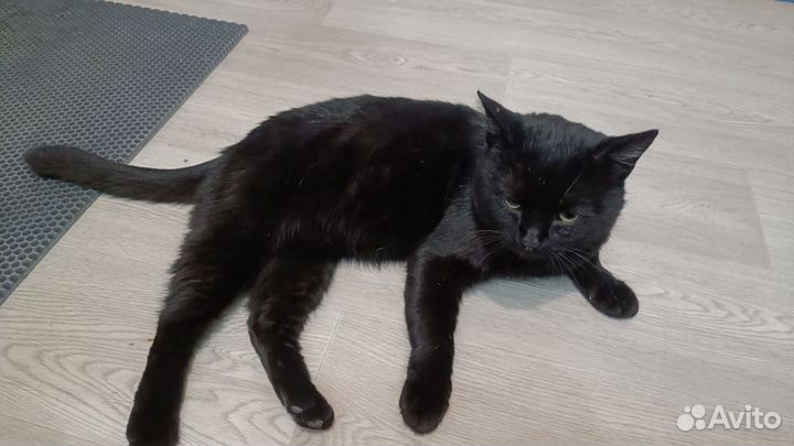 Котик в добрые руки