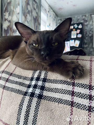 Бурманский кот вязка объявление продам