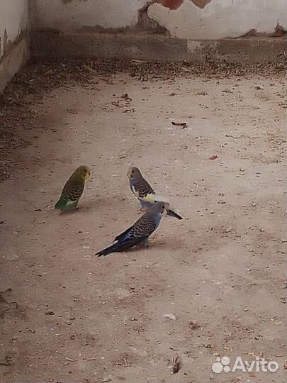 Волнистый попугай