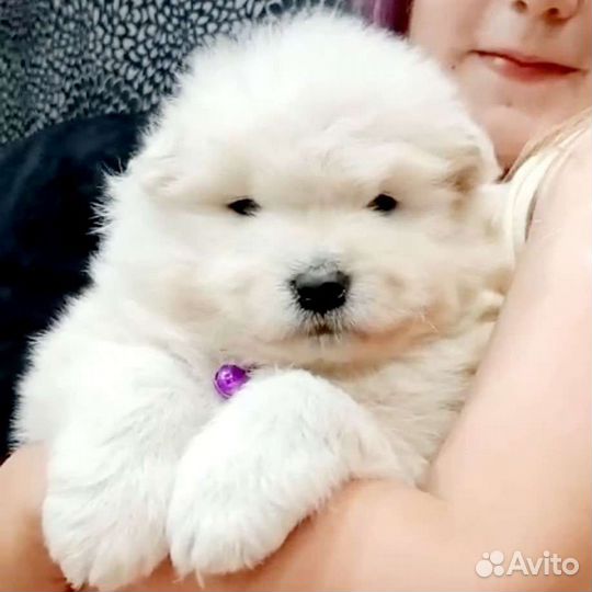 Щенки самоеда