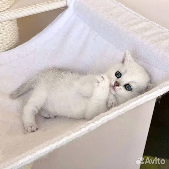 Британские котята