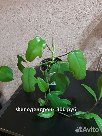 Папоротник, фикус, филодендрон, монстера